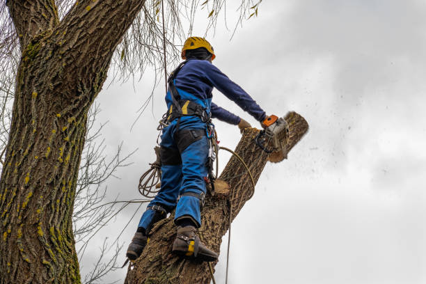 Florence, CO  Tree Services Company